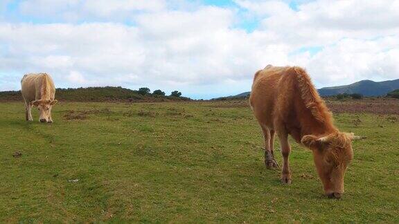 美丽的奶牛在草地上吃绿草