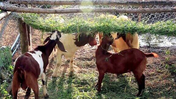 山羊在当地农场吃草
