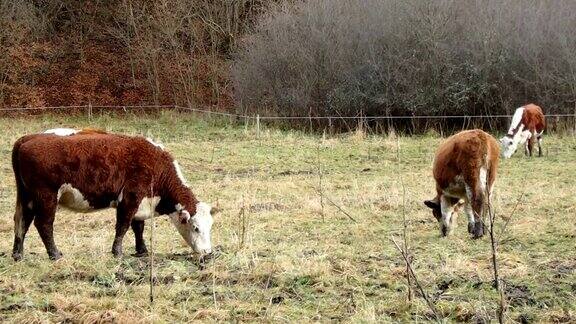 牛在初冬吃草