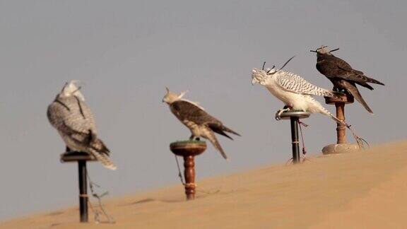 沙漠中的猎鹰迪拜