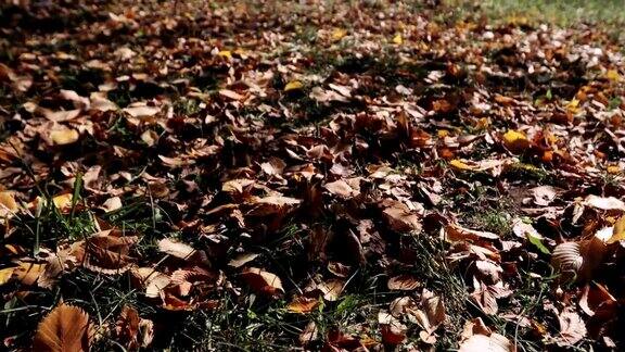 秋天的场景五颜六色的树叶秋天公园里的树下降秋天色彩斑斓的公园