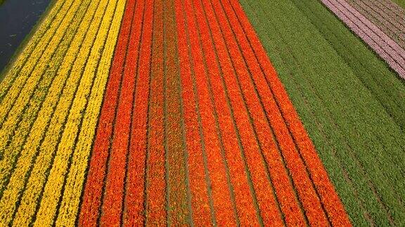 航拍图:在广阔的田野上一排排绚丽多彩的盛开的郁金香