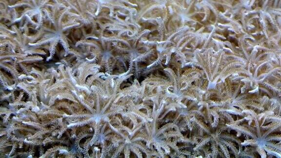 像珊瑚这样的海藻在水下非常丰富