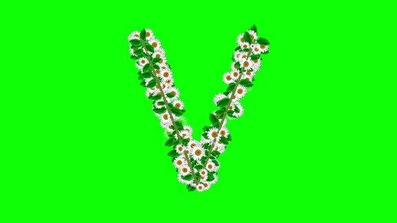 英文字母V绿色屏幕背景上有雏菊花