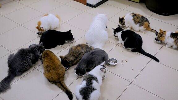 很少有猫一起吃干宠物粮