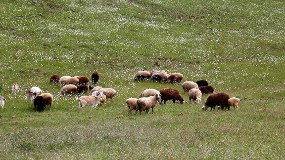 一群羊绵羊山羊在散步