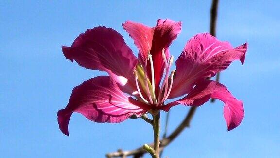蓝天下盛开的粉红色紫荆花宁静的春天景色兰花树