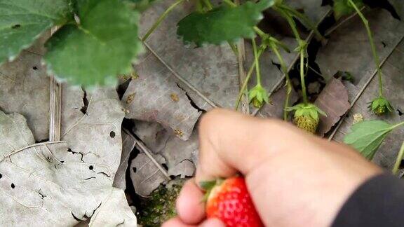 在户外农场手工采摘有机草莓