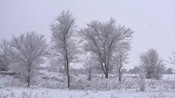 降雪树冬天