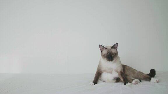 猫在卧室的白色床上玩耍