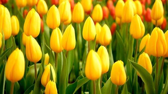 4k五彩缤纷的郁金香花田在春天的季节黄色的郁金香