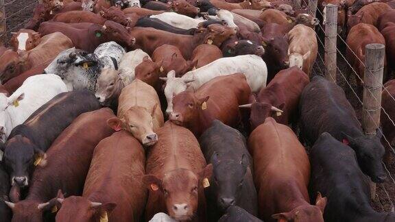 一个饲养场里一大群肉牛的静态镜头