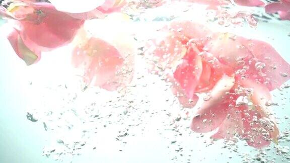 玫瑰的花瓣落在水中背景缓慢的运动