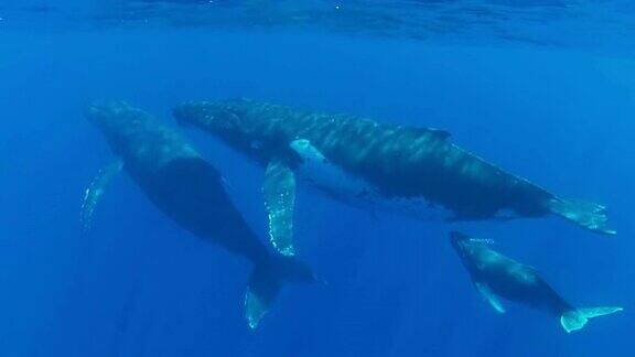 三只座头鲸游向水面
