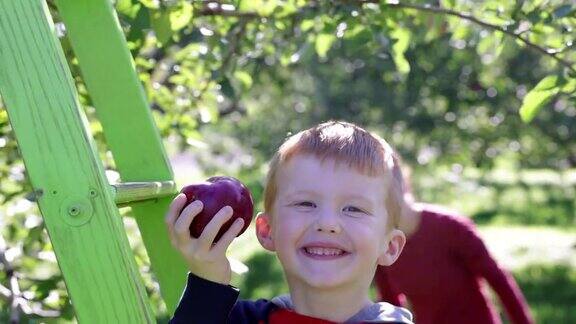 小红发男孩吃苹果和秋天在果园摘苹果