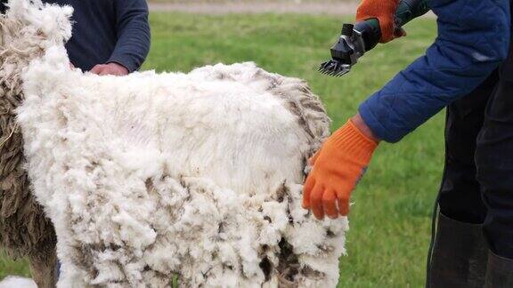 农夫在农场剪羊毛农民用电动机器剪羊毛