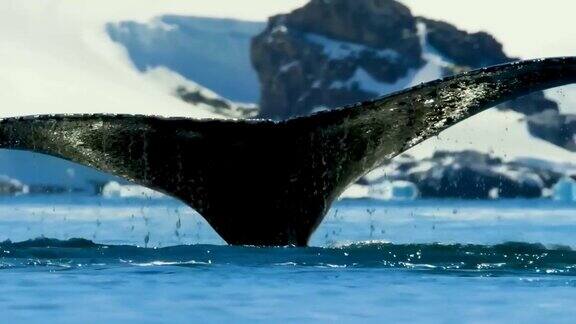海洋中的座头鲸尾巴