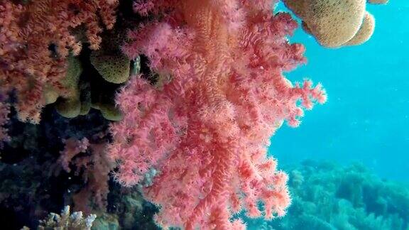 彩色水下花椰菜软珊瑚