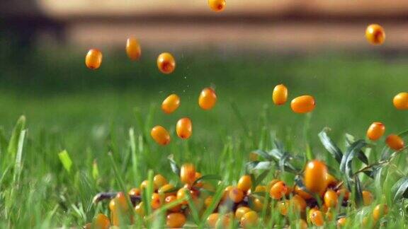 鼠李莓落在草地上成熟的鼠李落在草地上