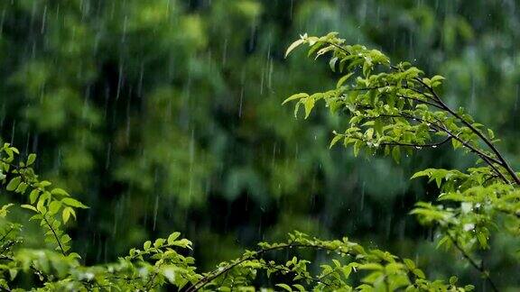 雨与热带树木的背景