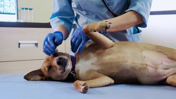 兽医在听诊器的帮助下检查狗狗的身体情况