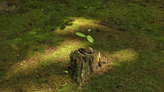 树芽静静地生长在苔藓花园里