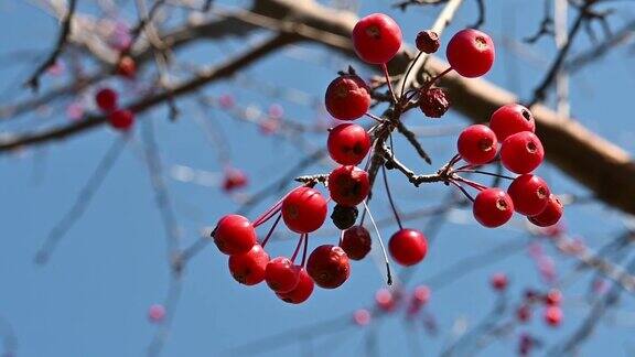 红莓树