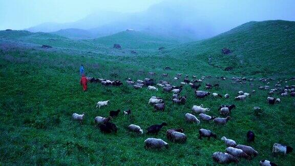 羊群在草地上吃草