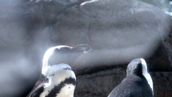 一对非洲企鹅靠近露出地面的岩石