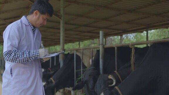 兽医正在检查他在奶牛场的牲畜