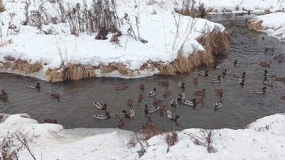 冬天一群鸭子在河里游泳雪河里的野鸭鸭打猎