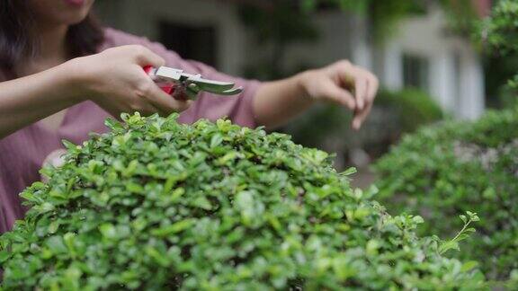 修剪福建茶树的妇女