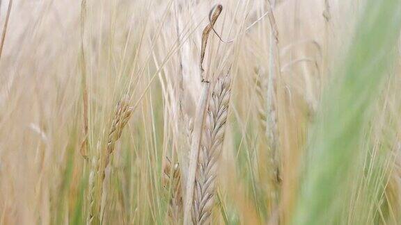 成熟的麦穗在和风中摇摆麦田准备收割了特写镜头