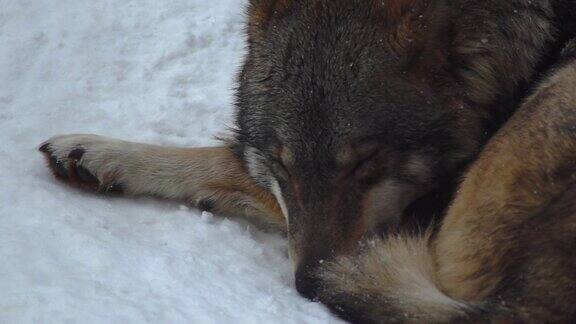 灰狼在雪地里森林里寻找食物慢镜头