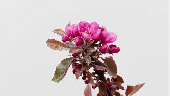 时间推移的镜头盛开的粉红色海棠花从萌芽到充分开花孤立在白色背景的近景工作室拍摄