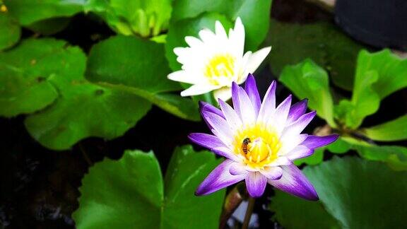 早上紫莲花上的蜜蜂