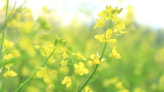 风中油菜花