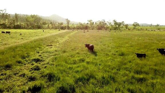 奶牛在鲜绿的草地上吃草