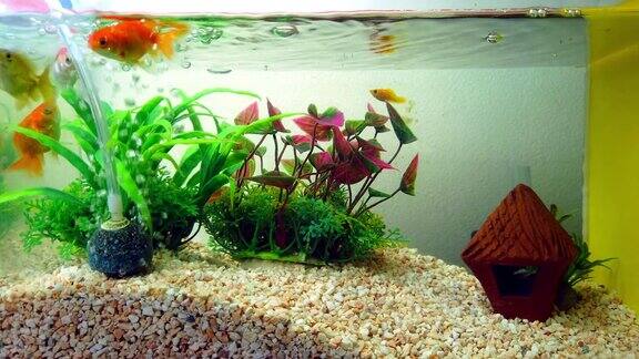 金鱼或金鱼漂浮在新鲜的水族缸与绿色植物水下游泳4k超高清