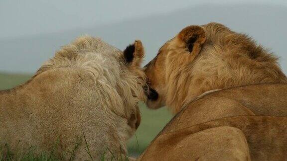 狮子兄弟互相梳理毛发