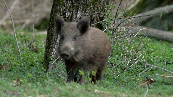 年轻的野猪在树林里奔跑