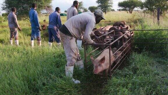 工人在一个自由放养养猪场数猪的特写