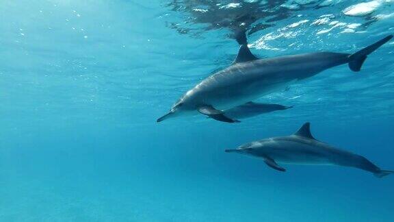 一群海豚在蓝色的水面下游泳慢动作特写低角度拍摄水下拍摄红海萨塔亚礁(海豚屋)马萨阿拉姆埃及非洲