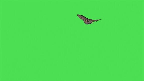 4k动画猫头鹰在绿色屏幕上飞行