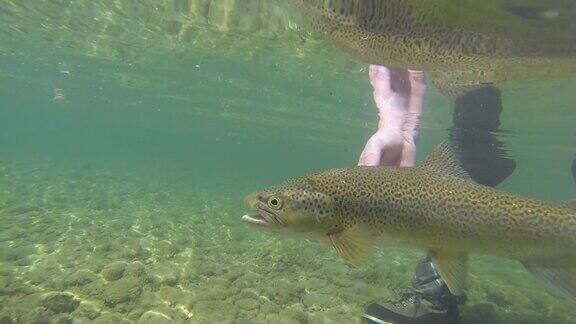 水下拍摄的褐鳟鱼被放回河里的画面