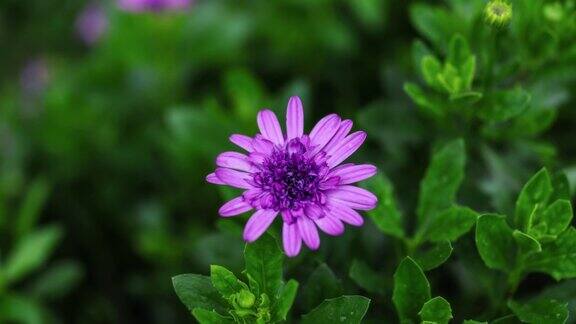 紫菊花正盛开