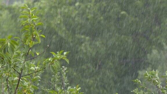 雨与绿枝