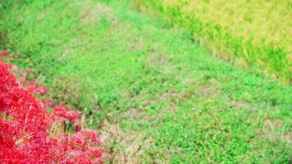 “潘运动”秋稻穗长在簇顶花附近
