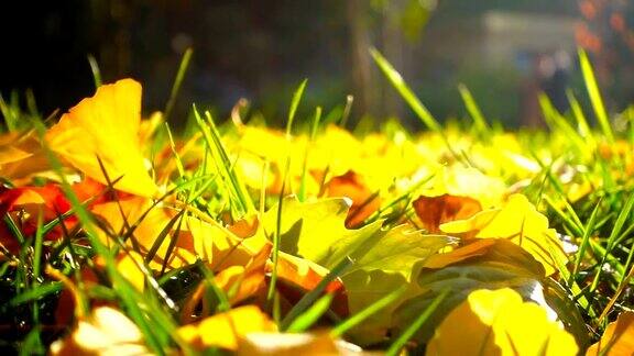 秋天落叶落在草地上