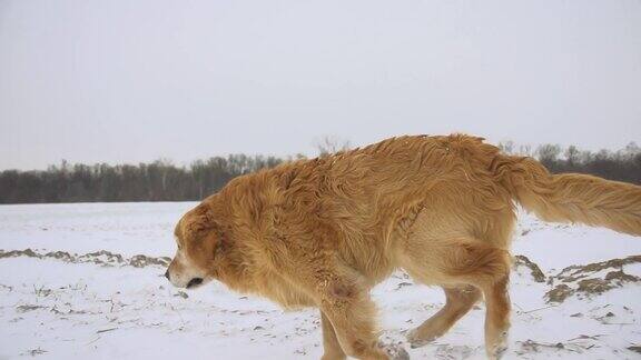 高清稳定的超级慢动作:狗在深雪中奔跑